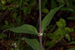 Balkan catchfly